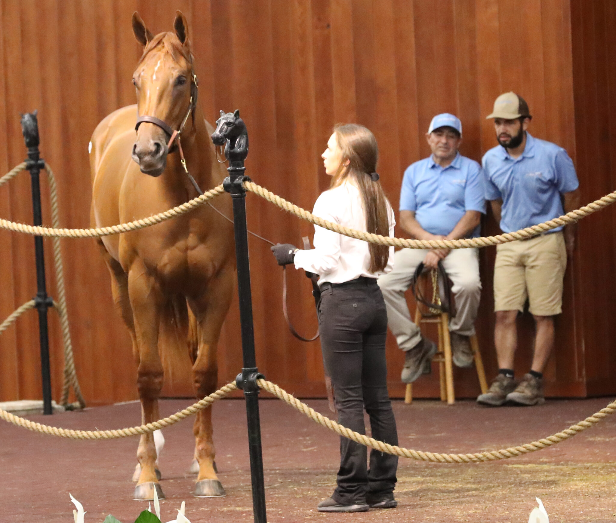 Gallery OBS June Sale of TwoYearOlds and Horses of Racing Age
