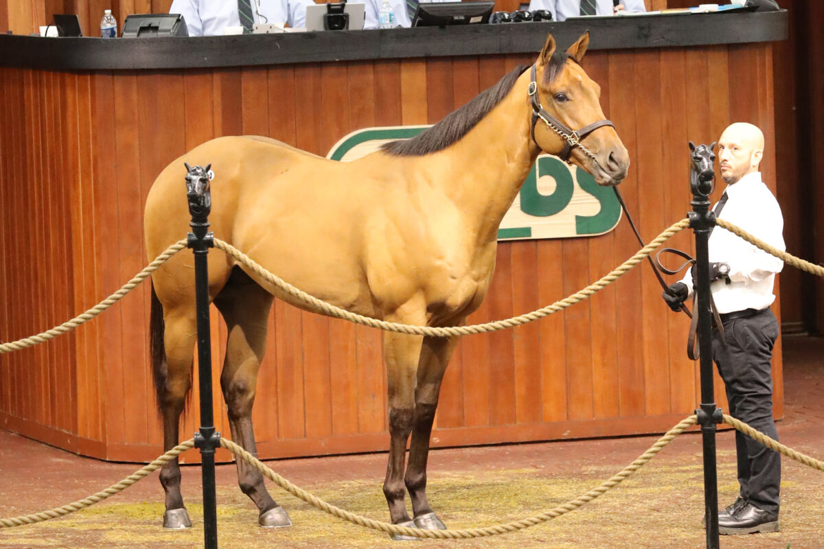 Pair of SevenFigure Colts Top Opening Session of OBS March Sale